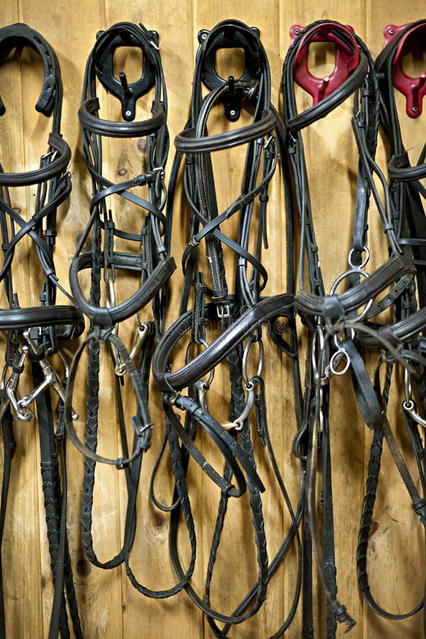 Horse Bridles Hanging in Stable Stock Image Image of horseshoe