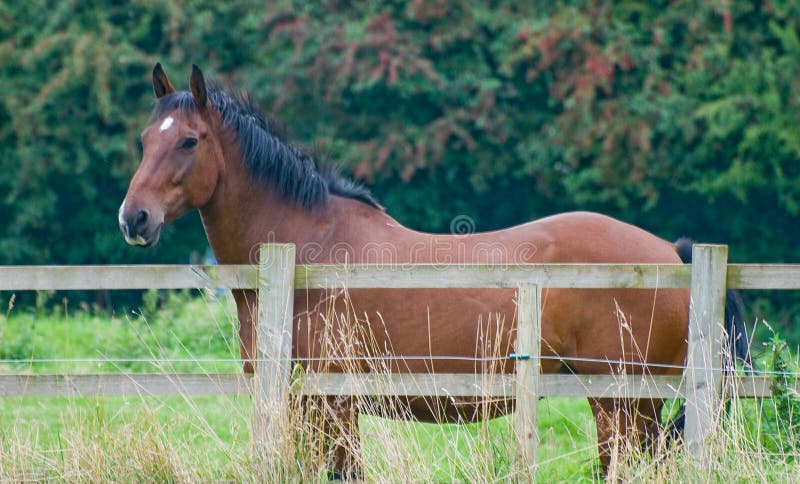 Horse, Brown