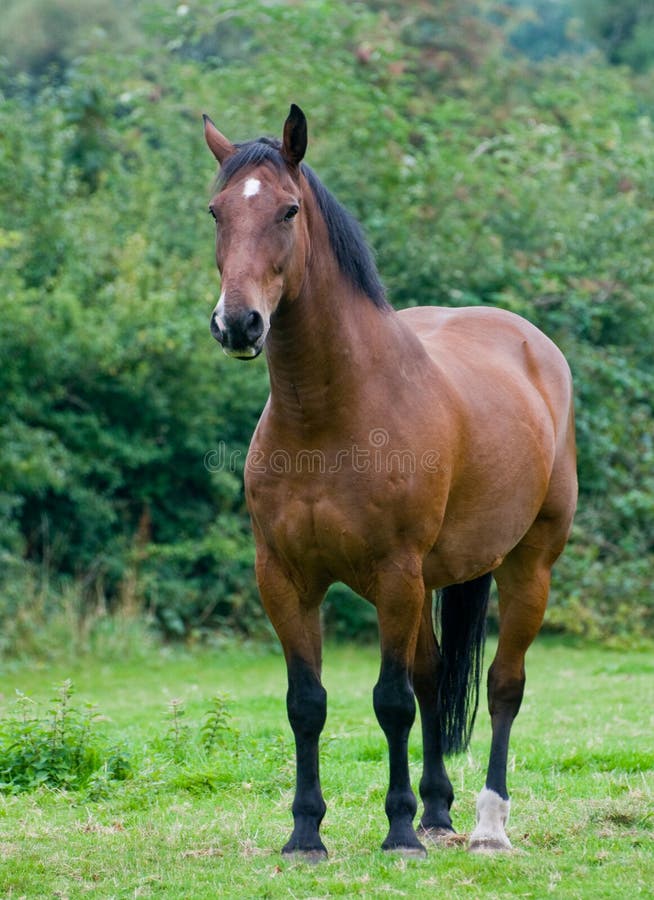 Horse, Brown