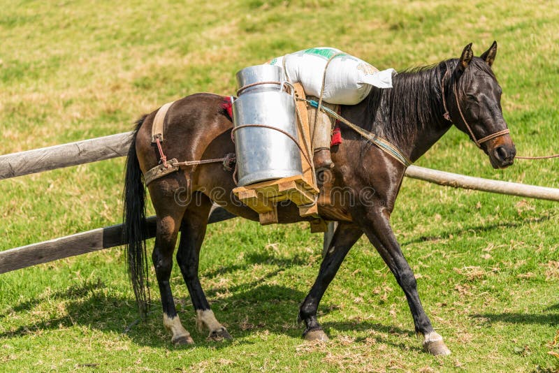 Horse carrying cow milk stock photo. Image of power 116440254