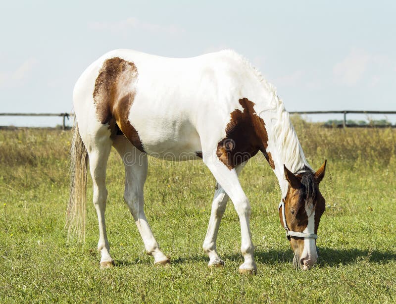 Horse with brown spots and light mane standing on green grass