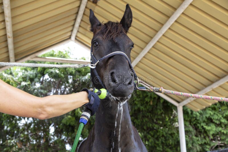 Horse care. Horse bath. A woman cleans a horse stock photography