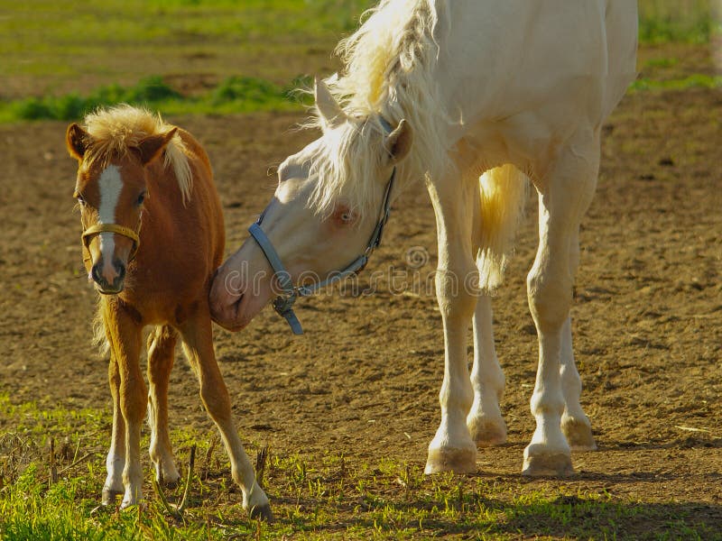Horse caring for her foal stock image. Image of forest 66300927
