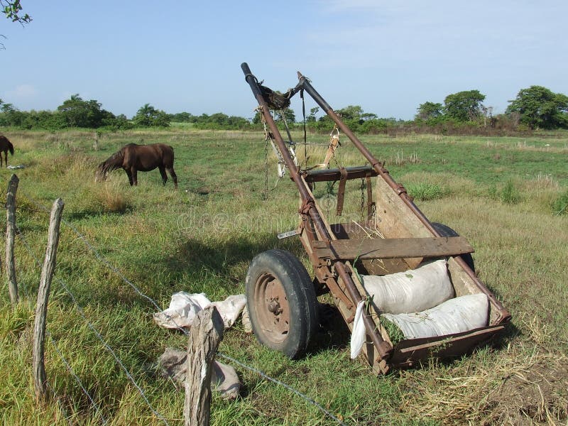 A horse and the cart