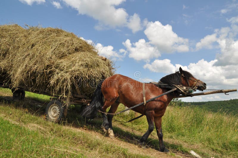 Horse with a cart loaded hay.