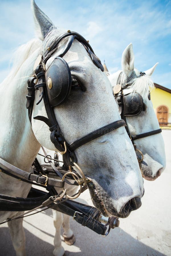 Horse and cart ride stock photo. Image of coach, history 71899430