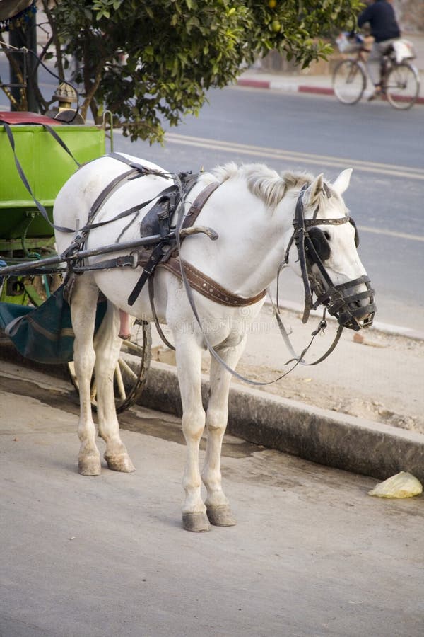 Horse and cart on road stock photo. Image of luxurious 3608076