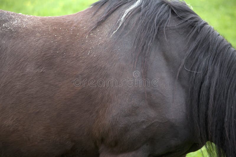 Horse Change of Coat in Spring Stock Image Image of outdoor, shedding 142562719