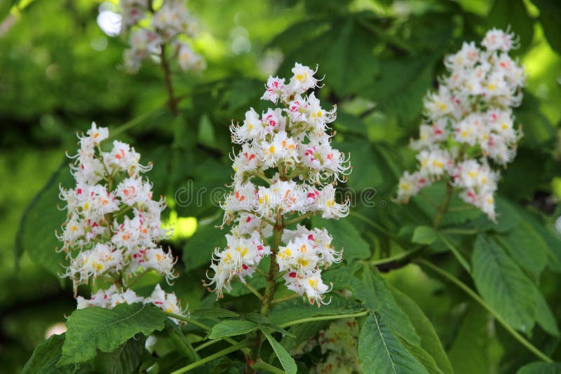Horse chestnut (Aesculus hippocastanum, Conker tree) flowers stock photo