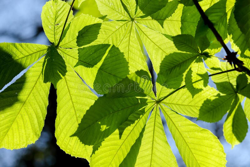 Horse Chestnut Aesculus hippocastanum leaves