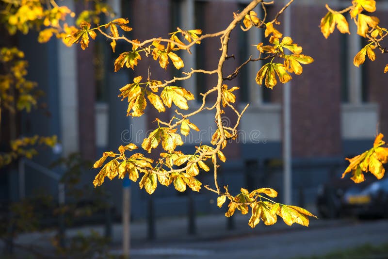 Horse Chestnut branch with autumn leaves