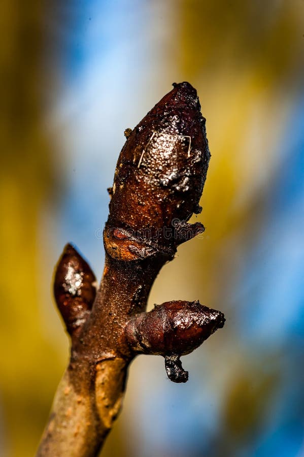 Horse chestnut bud stock image. Image of tree, chestnut 66906455