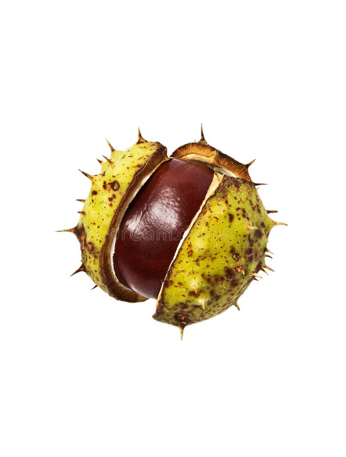 Horse chestnut fruit stock photo. Image of brown, horse 11109504
