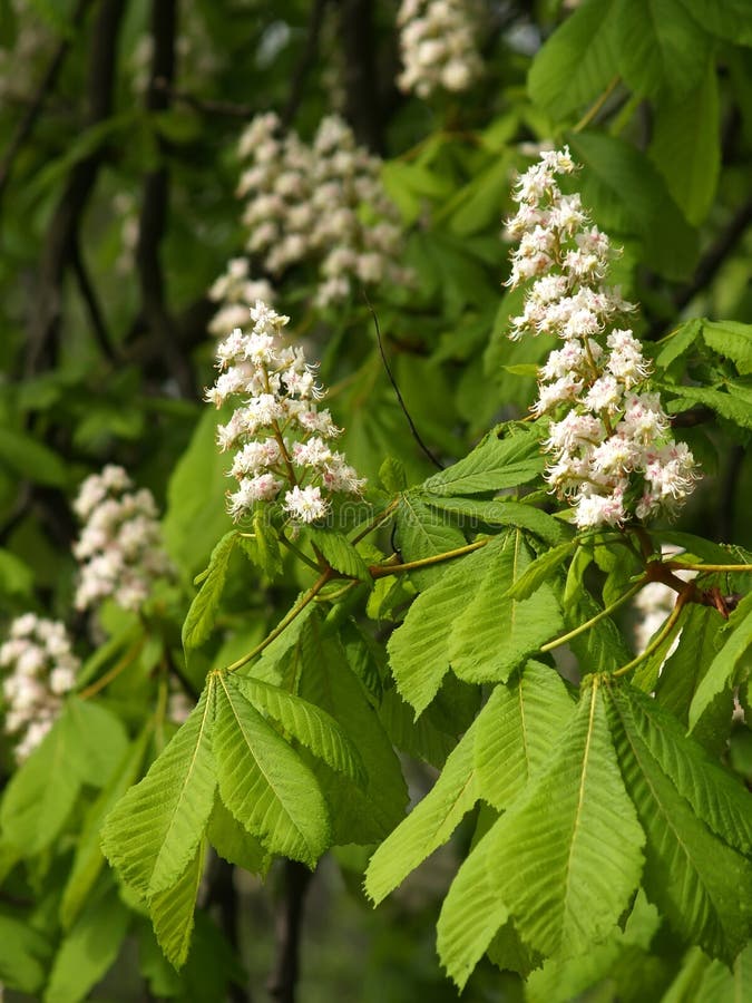 Horse Chestnut Yellow Aesculus Flava Sol. Stock Image Image of leaves