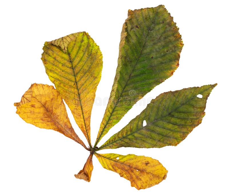 Horse Chestnut Leaf in Autumn Stock Photo Image of autumn, isolated