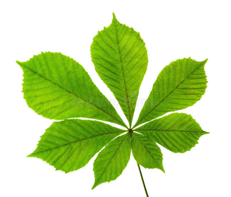 Single horse chestnut leaf stock photo. Image of spring - 20147876