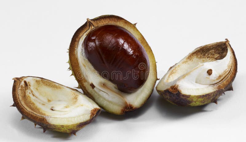 Horse chestnut