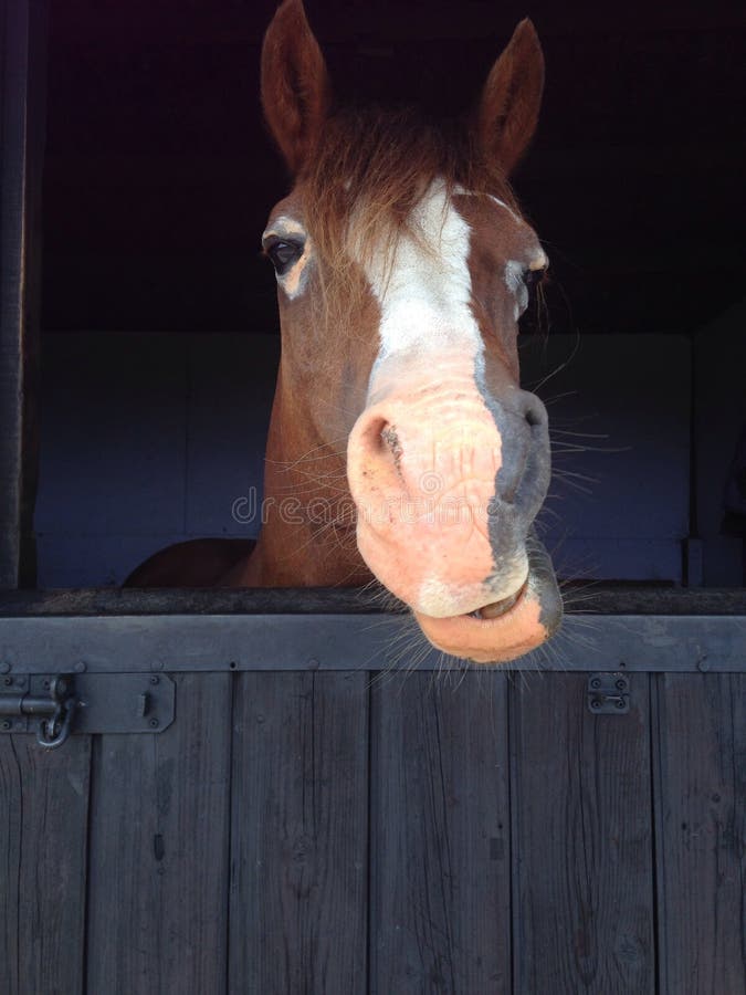 Horse Pulling Funny Face Stock Photos Free & RoyaltyFree Stock