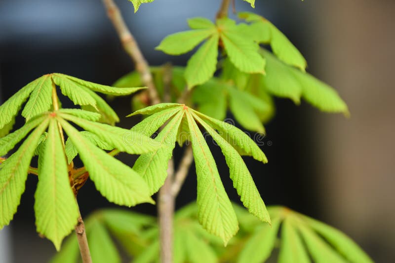 Chestnut Sapling in the Forest Near the City of Kyiv. Ukraine Stock