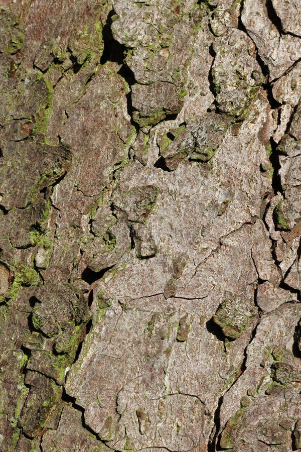 Horse chestnut tree bark stock photo. Image of trunk 177864238