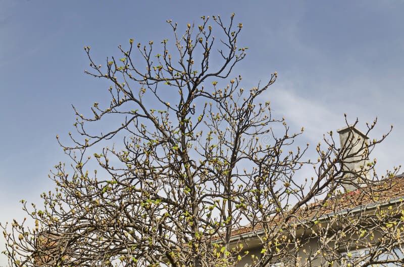 Horse chestnut tree, Conker tree or Aesculus hippocastanum   with buds and undeveloped young leaves on a spring sky background