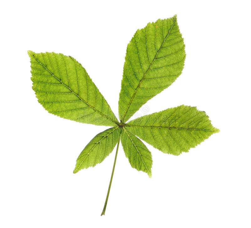 Horse Chestnut Tree Leaf Isolated on White Stock Image - Image of ...
