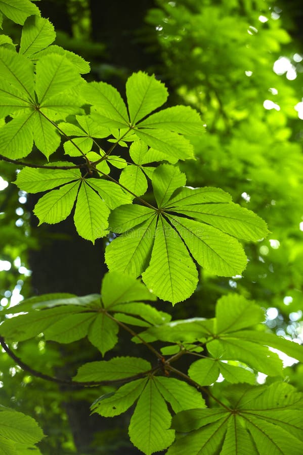 Download Horse Chestnut tree leaves stock photo. Image of environment - 16672570