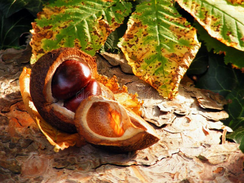 Horse chestnuts stock image. Image of botanic, beauty 21540955