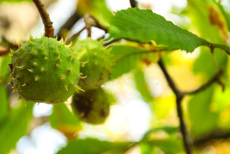 Horse Chestnuts Growing on Tree Outdoors, Closeup Stock Image Image