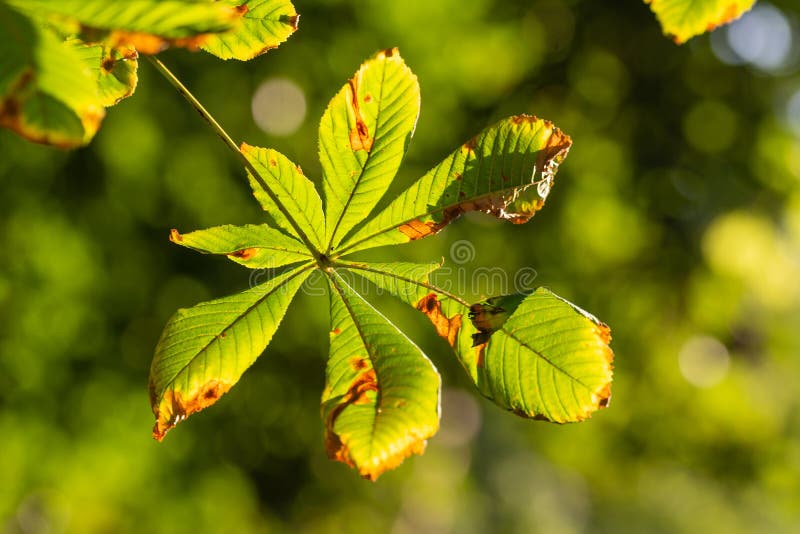 Horsechestnuts Leaf on Tree Branch I Stock Photo Image of decoration