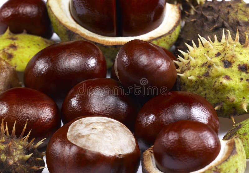 Horse chestnuts stock photo. Image of clean, countryside 33149312