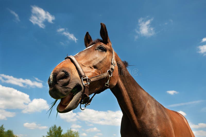 Horse chewing grass stock image. Image of chewing, peaceful 24853253