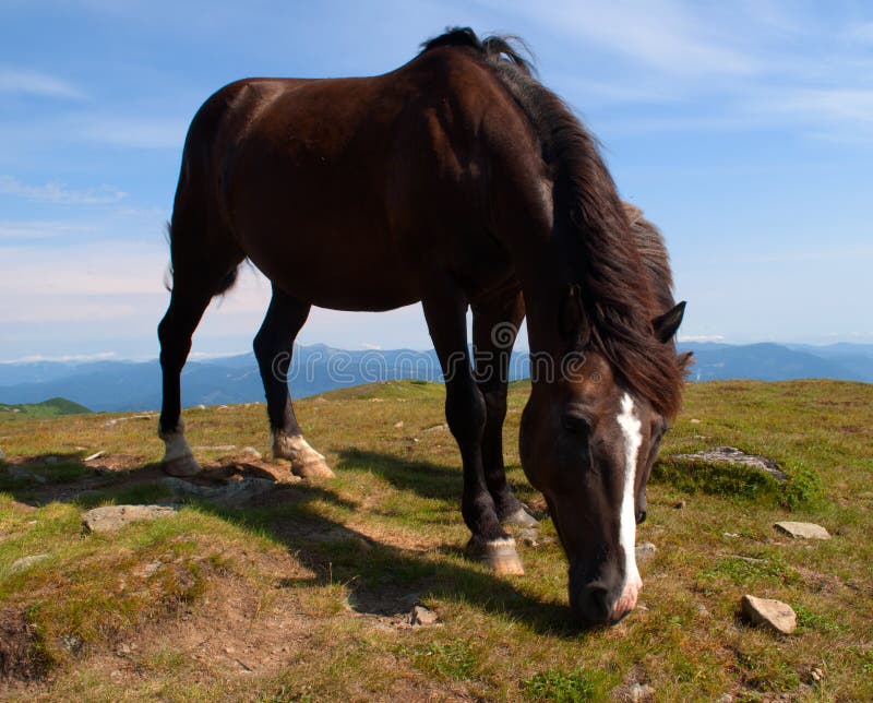 Horse chewing the grass stock photo. Image of hill, field 28361726
