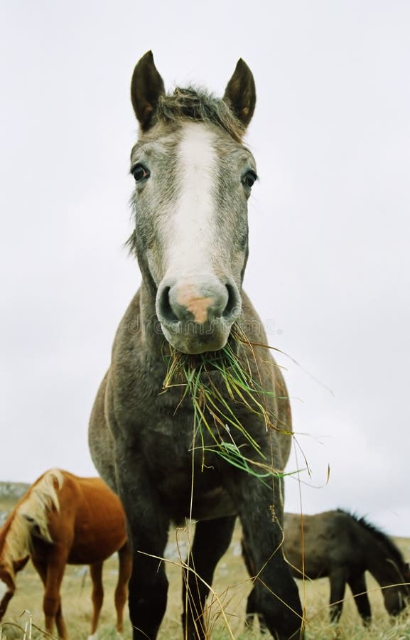Horse chewing the grass. stock image. Image of field, animals 5732433