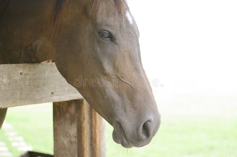 Horse close up face stock photo. Image of pretty, hair 33578280