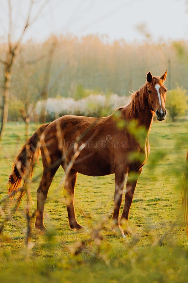 Horse close up portrait in motion on green meadow royalty free stock images Horse close up portrait in motion on green meadow royalty free stock images