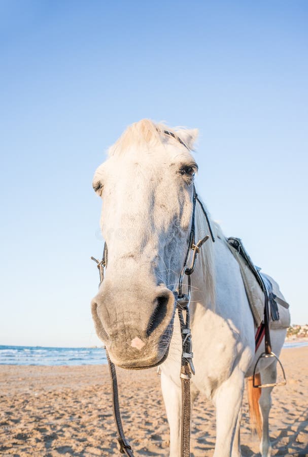 Horse stock photo Horse stock photo