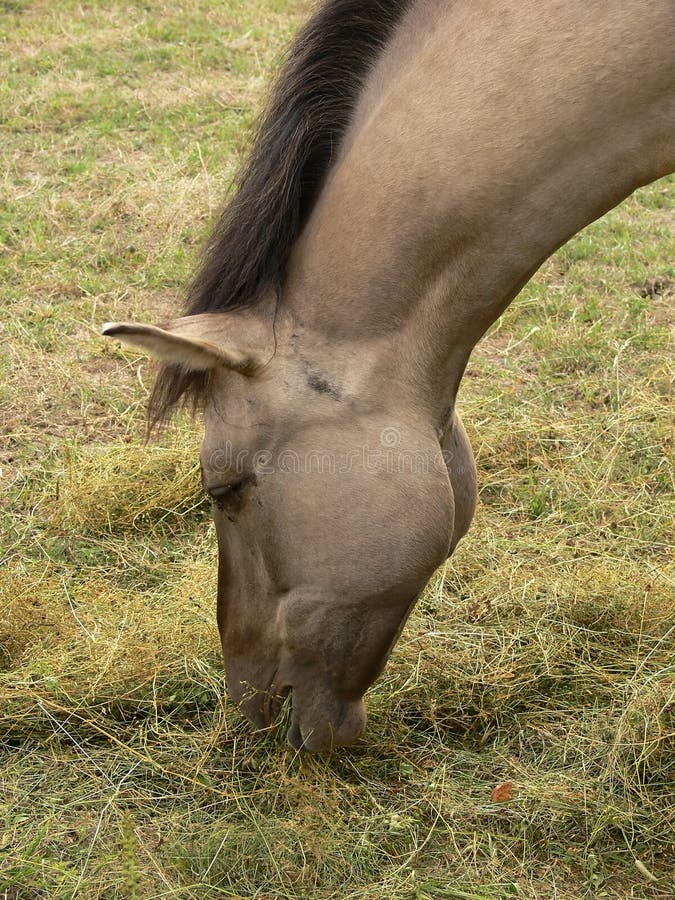 Horse in closeup