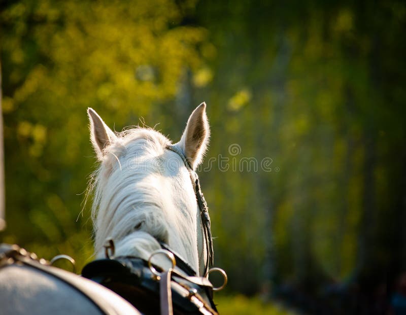 Horse closeup in harness