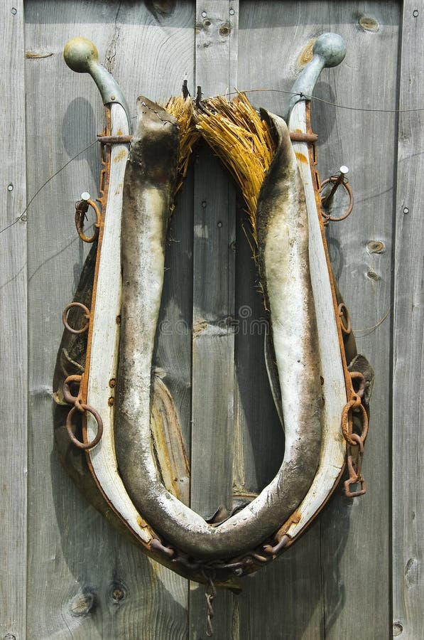 Horse Collar stock photo. Image of collar, close, horse 7698236