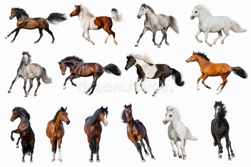 Horse collection isolated