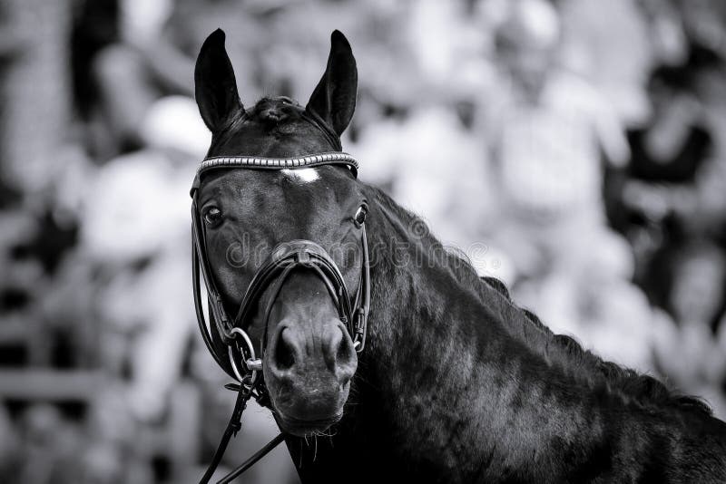 A horse in portraits at a tournament shows relaxed and chews out of hand. A horse in portraits at a tournament shows relaxed and chews out of hand