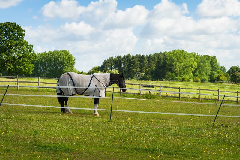 903 Horse Training Corral Stock Photos Free & RoyaltyFree Stock