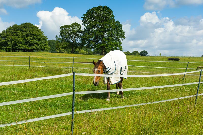898 Horse Training Corral Stock Photos Free & RoyaltyFree Stock
