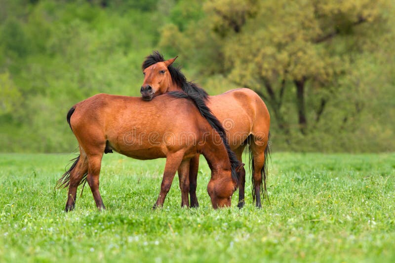 Horse couple in herd