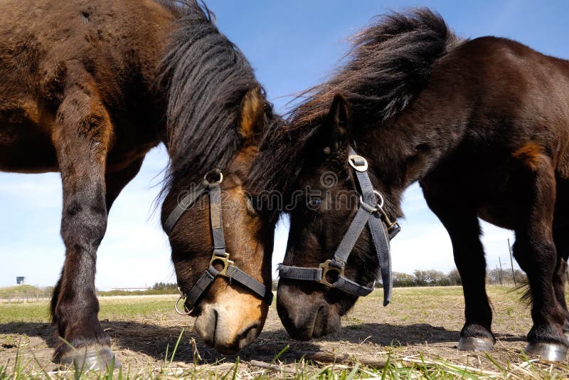 Horse couple in love