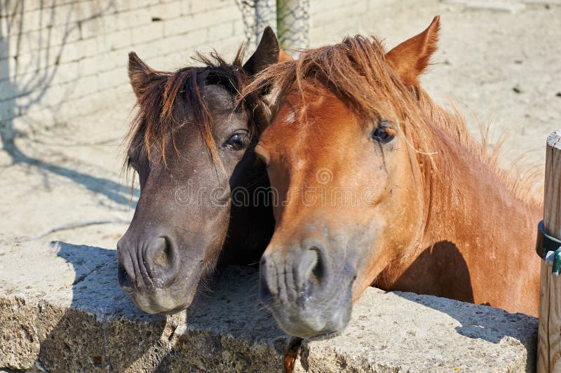 Horse couple