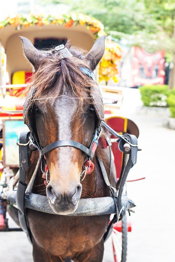 The Horse is Covered with the Eyes Stock Photo - Image of eyes