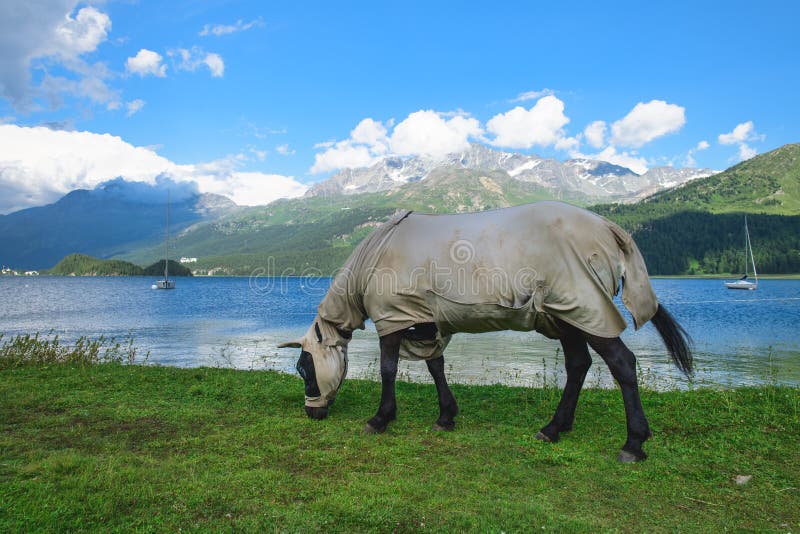 A Horse Covered and with the Wall on the Wall As an Insect Protection