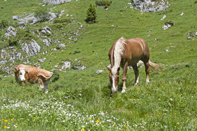 Horse and cow in an alpine meadow royalty free stock photo Horse and cow in an alpine meadow royalty free stock photo